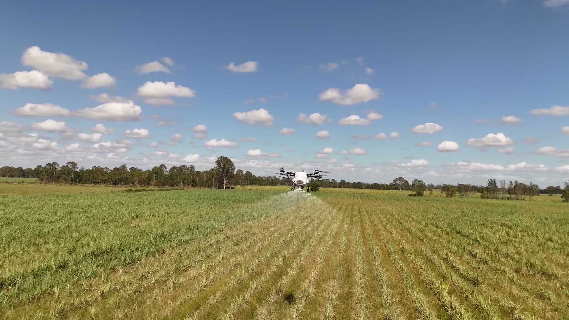 Drone spraying in action